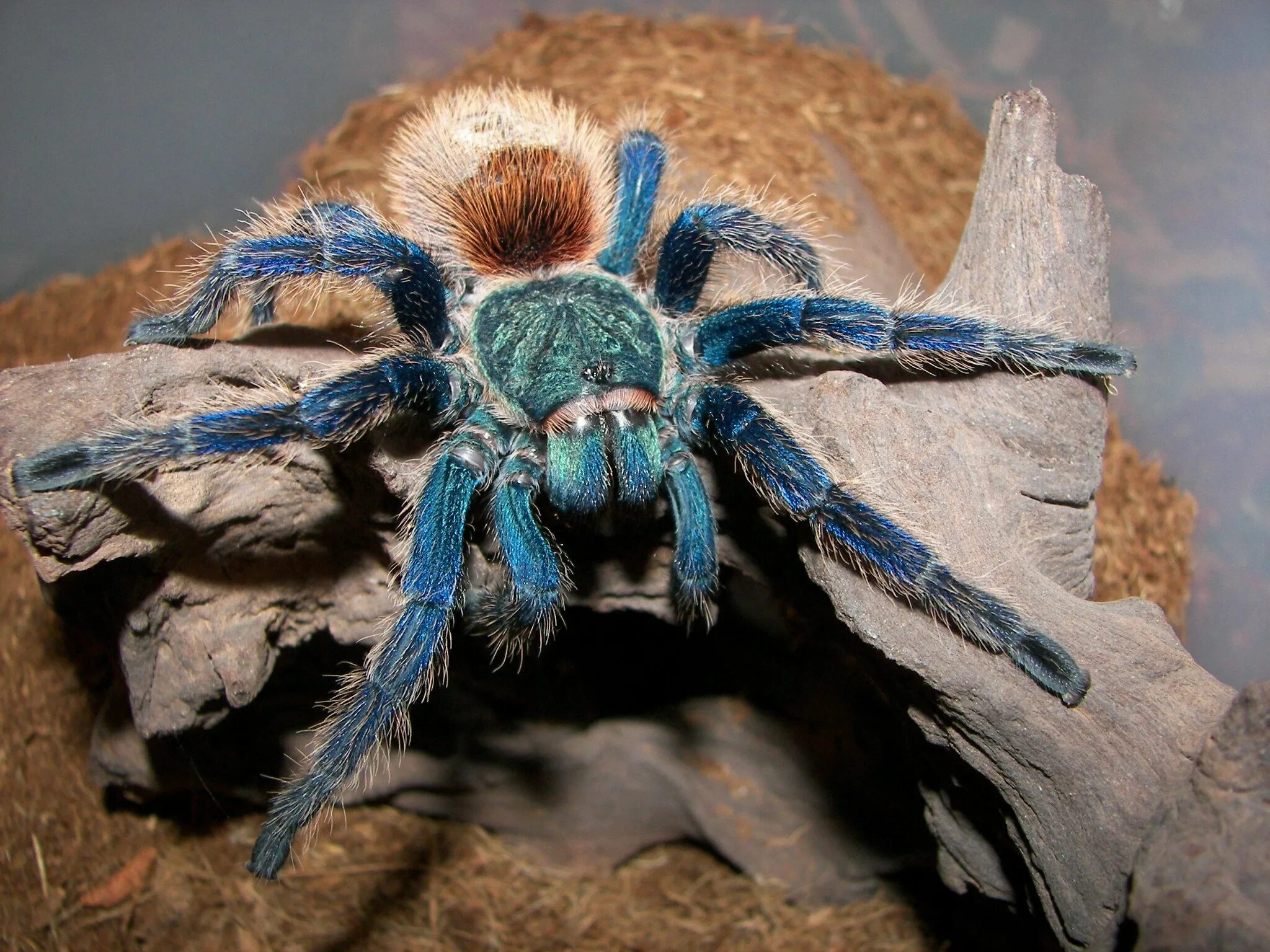 Тарантул птицеед. Chromatopelma cyaneopubescens самец. паук chromatopelma cyaneopubescens. паук-птицеед chromatopelma cyaneopubescens. хроматопельма цианопубесценс.