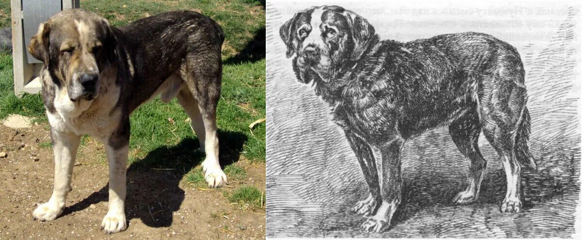 Охотничий меделян. Охотничий меделян древнерусская порода. Охотничий меделян древнерусская порода. Русский мастиф меделян. Меделянская собака куприн.