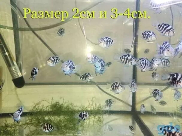 Совместимость с сапфировым попугаем