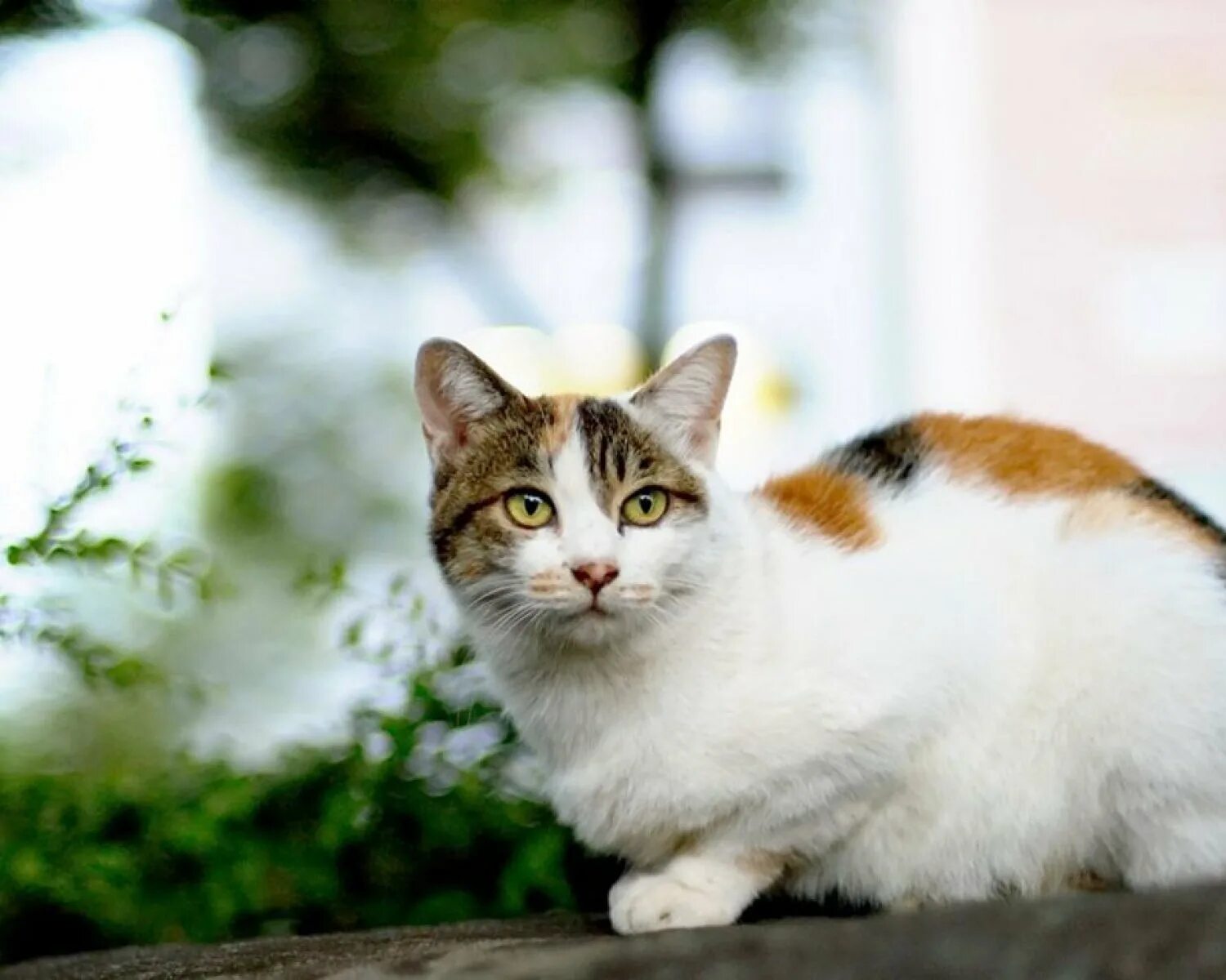 Американская короткошёрстная кошка. Кошка пятнистая трехцветная. Трехшерстная кошка. Трёхцветная кошка порода. Трехцветная кошечка