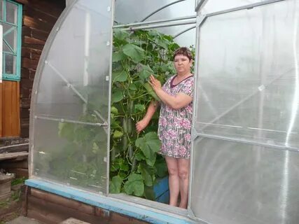 Видео теплицы огурцы