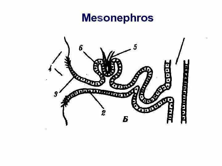 Мезонефросов у модельных животных