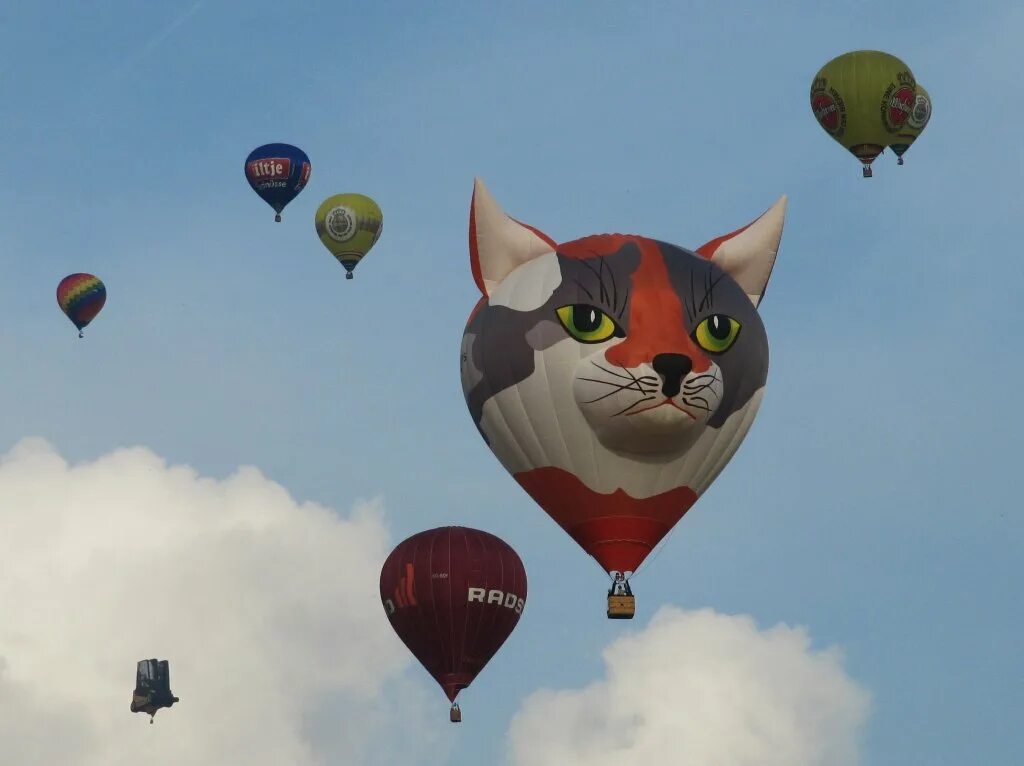 Кошка с воздушными шариками. Воздушный шар в виде кота. Котик с воздушным шариком. Необычный воздушный шар. Воздушный шарик в виде кота.