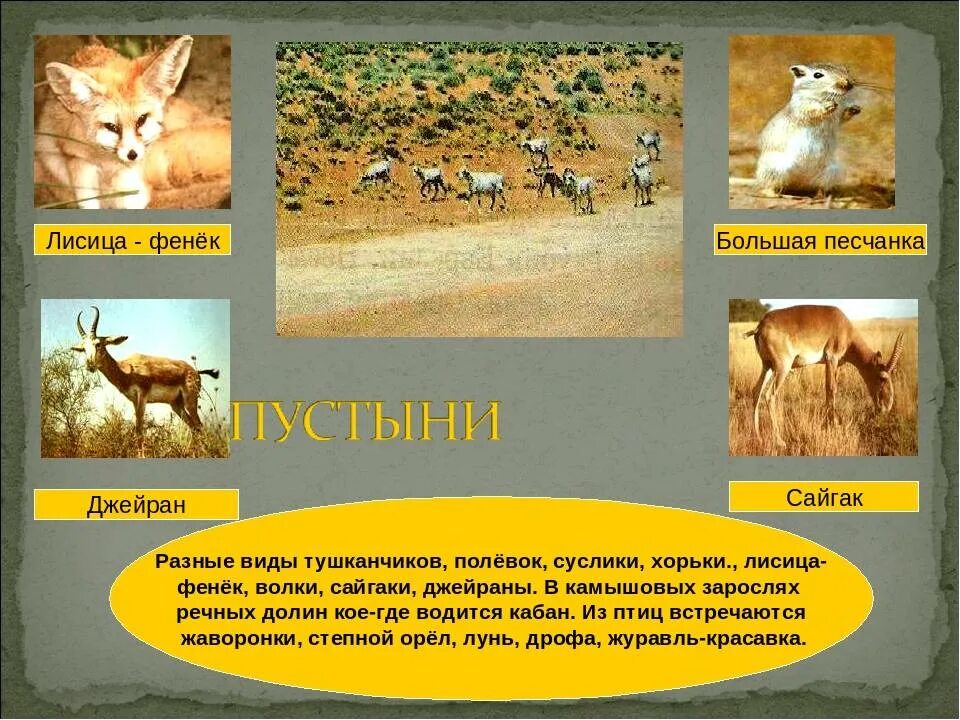 Пустыни и полупустыни животный мир. Животные пустынь и полупустынь в России. Животные мир пустыни и полупустыни в России. Зона пустынь и полупустынь животный мир.