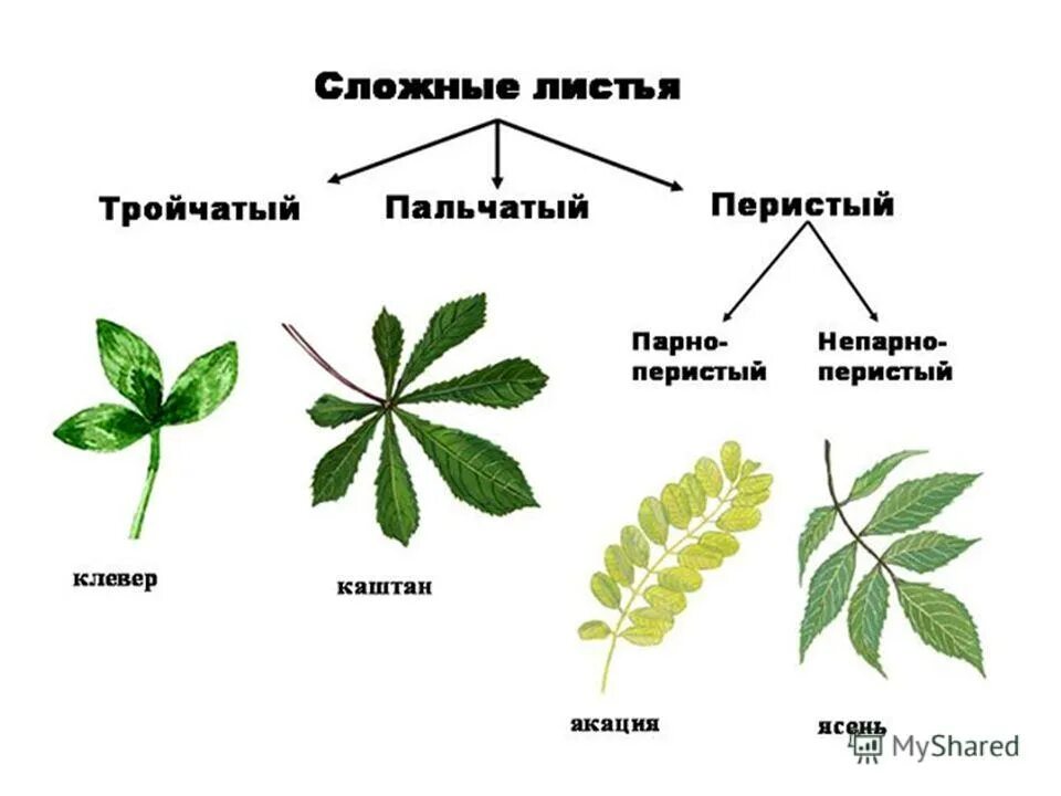Какие виды листьев существуют