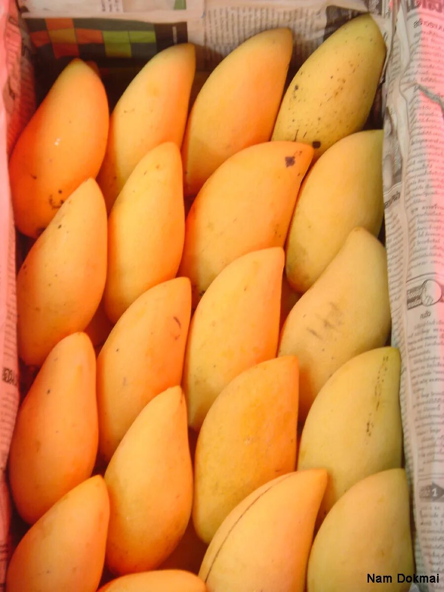 Сорт манго Авис. Сорта манго в Тайланде. Сорта тайского манго. Манго сорт Кент.