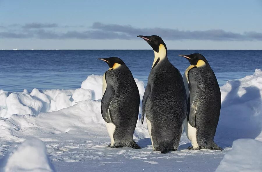 Emperor penguin. Императорский Пингвин Aptenodytes forsteri. Императорский Пингвин в Антарктиде. Королевский Пингвин Императорский Галапагосский. Королевский Пингвин питание.