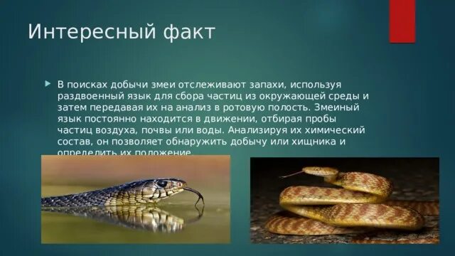 Владимир благов "свободу змею горынычу!"аннотация. Узорчатый полоз красная книга ростовской области. Особенности змей. Приспособления у животных змеи. Как змеи целиком проглатывают добычу.