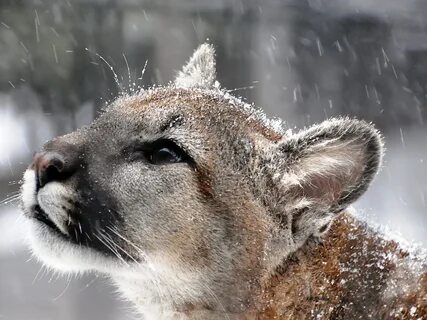 Cougar snow