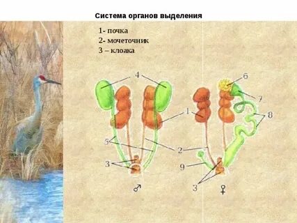 Органы выделения у одноклеточных