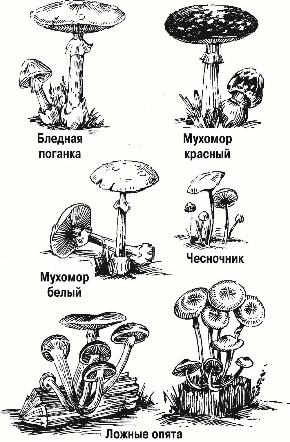 Ядовитый гриб раскраска ложные опята. Раскраска гриб бледная поганка ядовитые для детей. Бледная поганка рисунок. Раскраски ядовитых грибов с названиями для детей. Опята бледная поганка