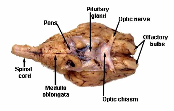 Brain 189. Мозг курицы анатомия. Какого размера мозг у курицы.