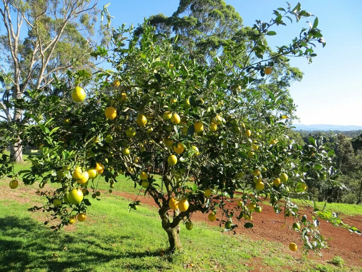 Lemon Tree Cultivation Фотографія Stock Adobe Stock