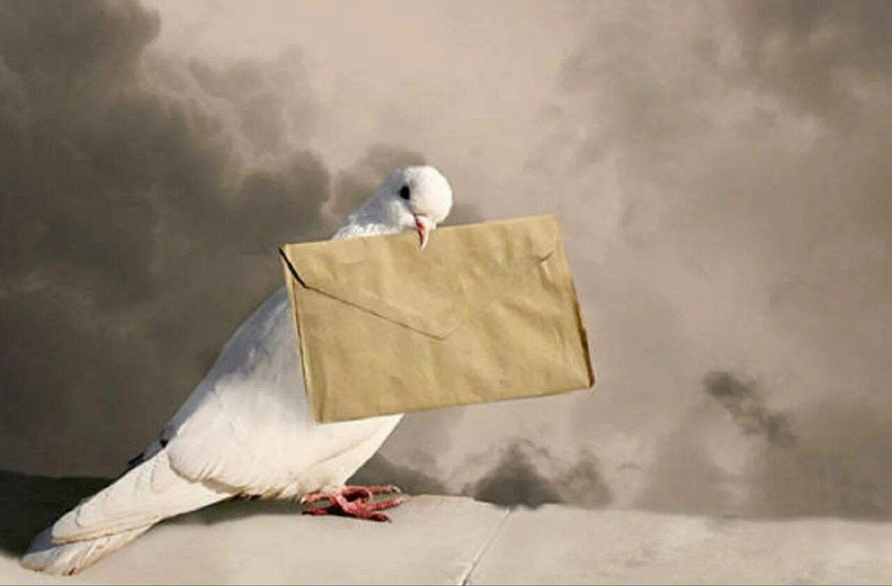 Поможем птицам. Послание птицам. Проект накорми птиц зимой. Накорми зимующих птиц. Поможем птицам зимой.