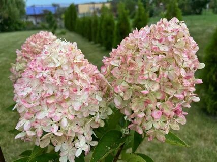 Виды метельчатых гортензий фото
