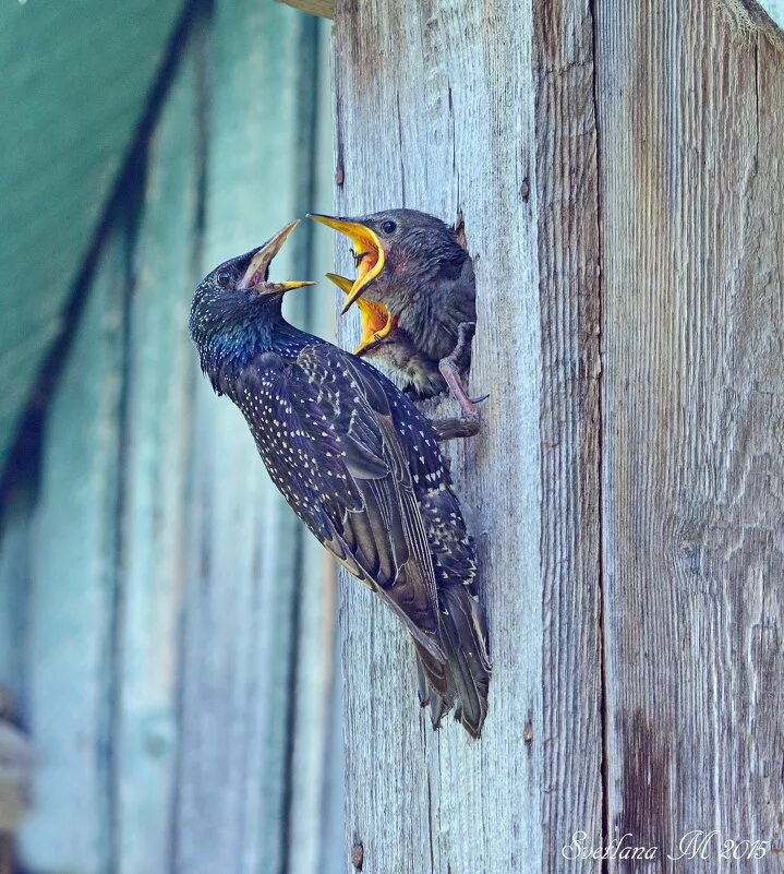 книги о скворцах. весенняя декада наблюдений птиц. скворченок или скворчонок правило. скворец птенец слеток. обыкновенный скворец гнездо.