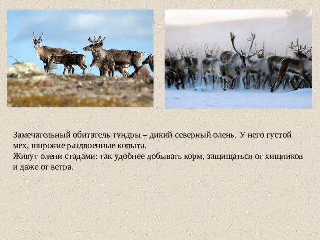 Северный олень тундры сообщение 4. Дикие северные олени живут стадами. олени которые живут в тундре. олени живут стадами. северный олень который живет в тундре.