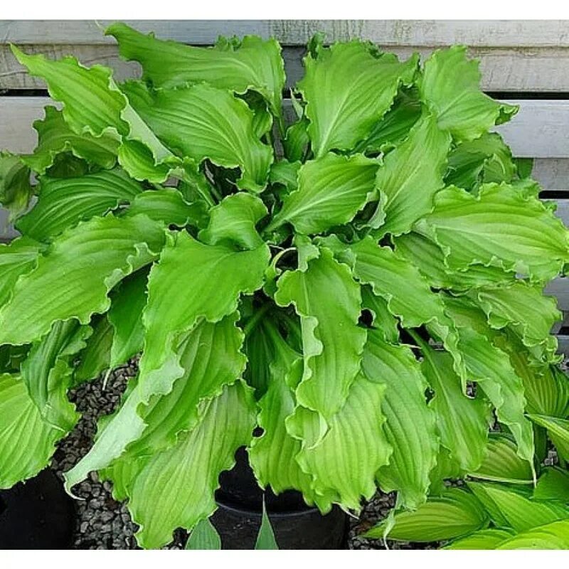 хоста детям. хоста куст. хоста лейксайд ча ча. хоста девон грин. хоста детям.