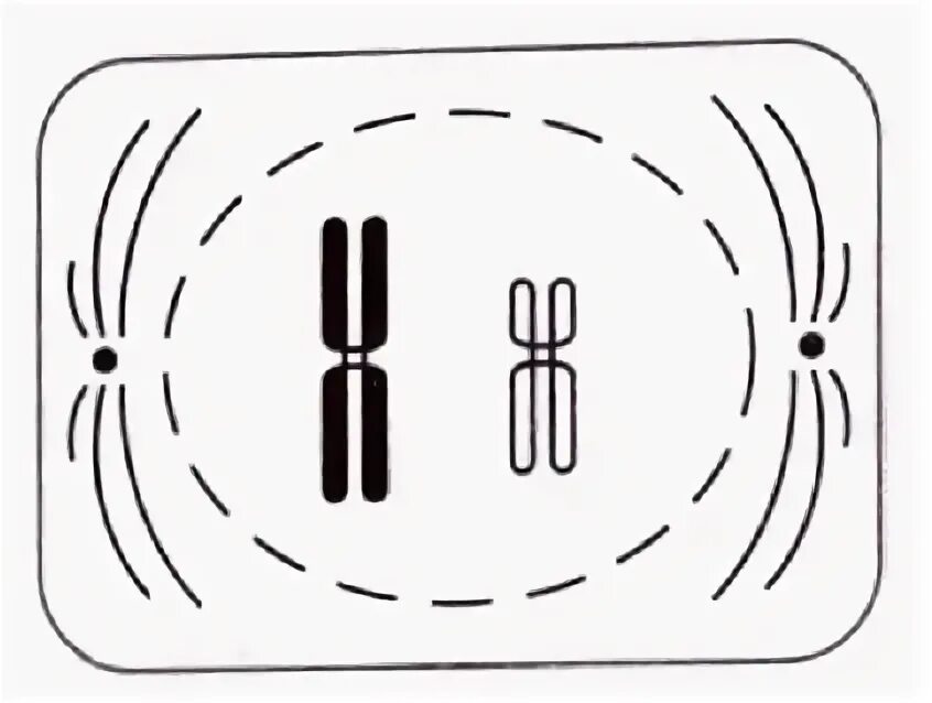 Тип и фазу деления исходной гаплоидной клетки, изображённой на схеме. Определите тип и фазу деления. Определите тип и фазу деления клетки. Назовите тип и фазу деления клетки. Определите тип и фазу деления.
