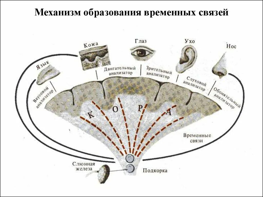 Временная связь рефлекс рефлекс. Механизм образования временной связи условных рефлексов. Механизм формирования временной связи. Структура и механизм образования временной связи. Механизм образования временной связи физиология.