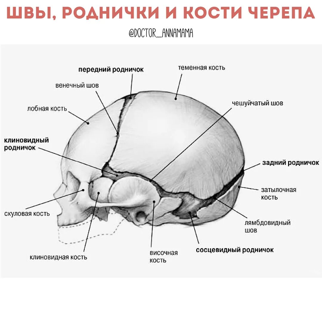 Соединение между лобной и теменной костями. Строение черепа новорожденного швы роднички. Передний Родничок черепа новорожденного. Схема родничков черепа новорожденного.