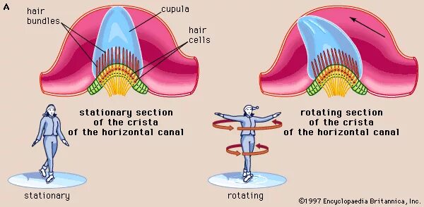 Inner system