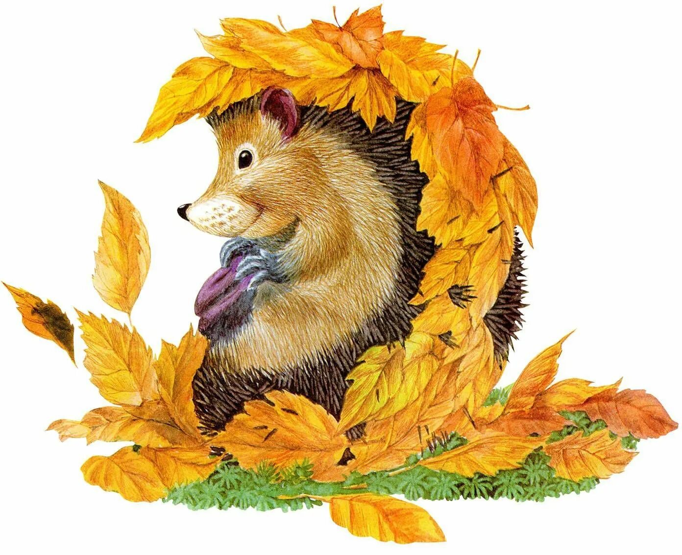 Осенние картинки для детей. Ежик с листьями. Осенние рисунки. Осенний Ёжик. Осень для детей.