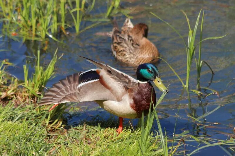День селезня. Международный день уток. Селезень ответы. День утки. Международный день уток.