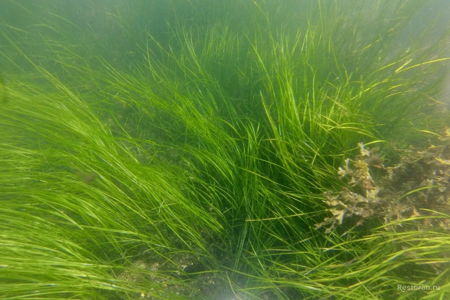 Воздух в водорослях. Зостера взморник. Зостера (Zostera Marina). Взморник водоросль.