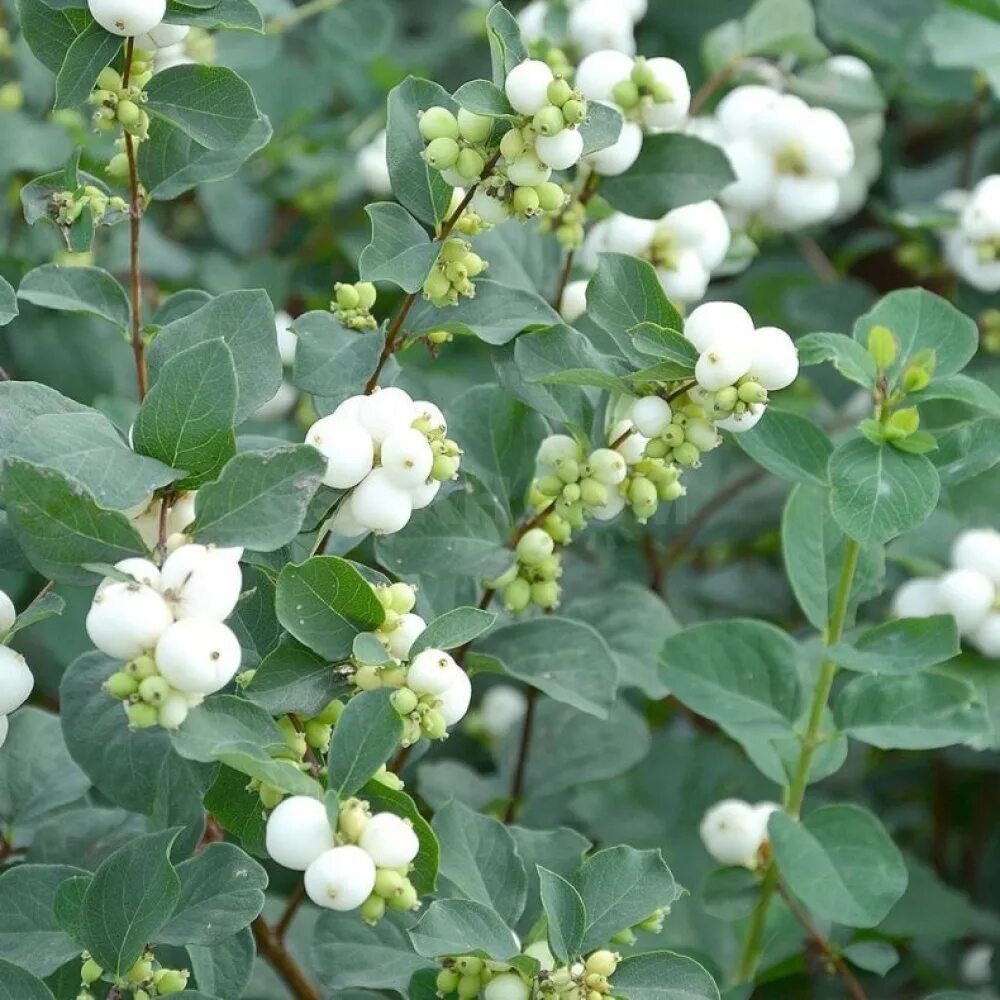 Волчья ягода снежноягодник. Снежноягодник доренбоза white hedge. Снежноягодник съедобный. Волчья ягода снежноягодник. Снежноягодник.