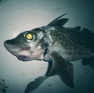 Scary fish