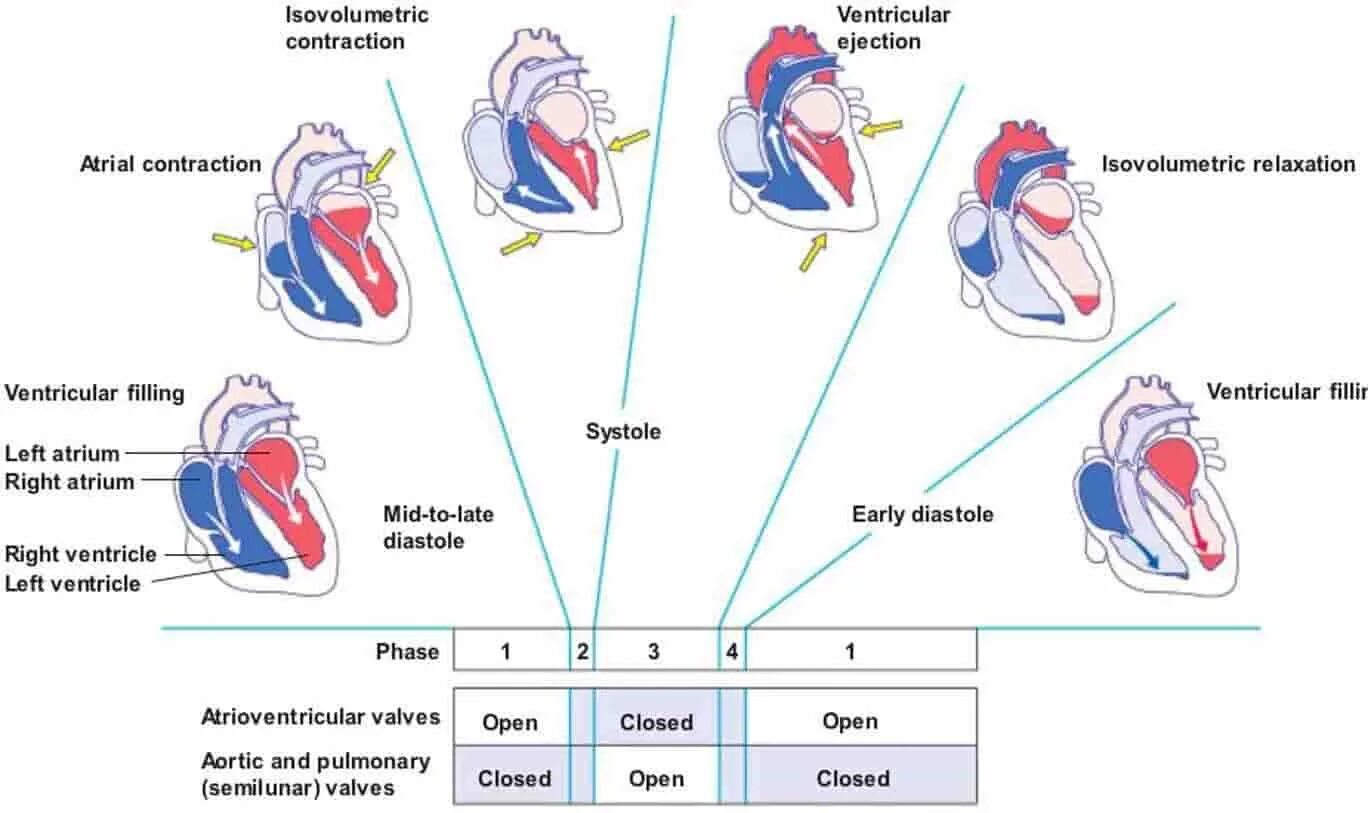 Сердечный цикл. Cardiac Cycle. Cardiac Cycle phasese. Diagram of the Physiology of the Cardiac Cycle. Fill left with right