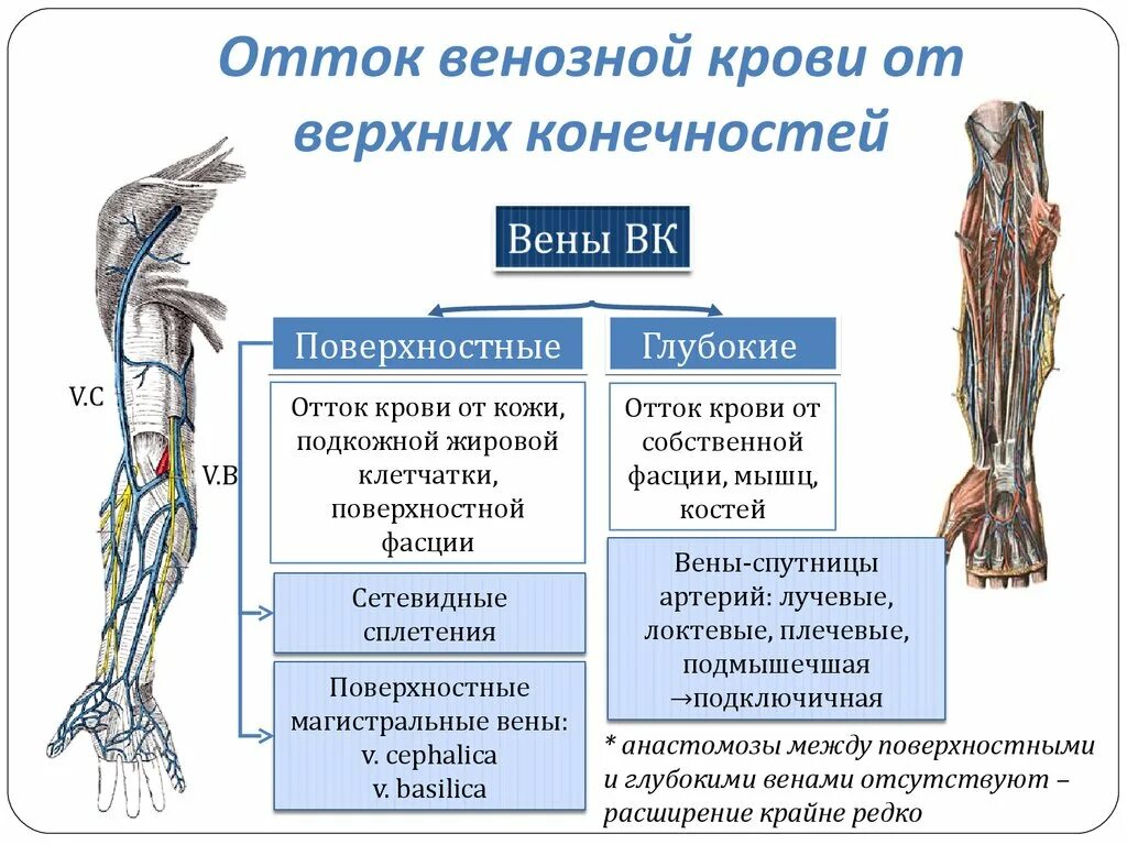 Вены верхней конечности. Венозный отток от верхней конечности. Отток венозной крови от верхней конечности. Поверхностные вены верхней конечности схема. Вены нижней конечности анатомия таблица.