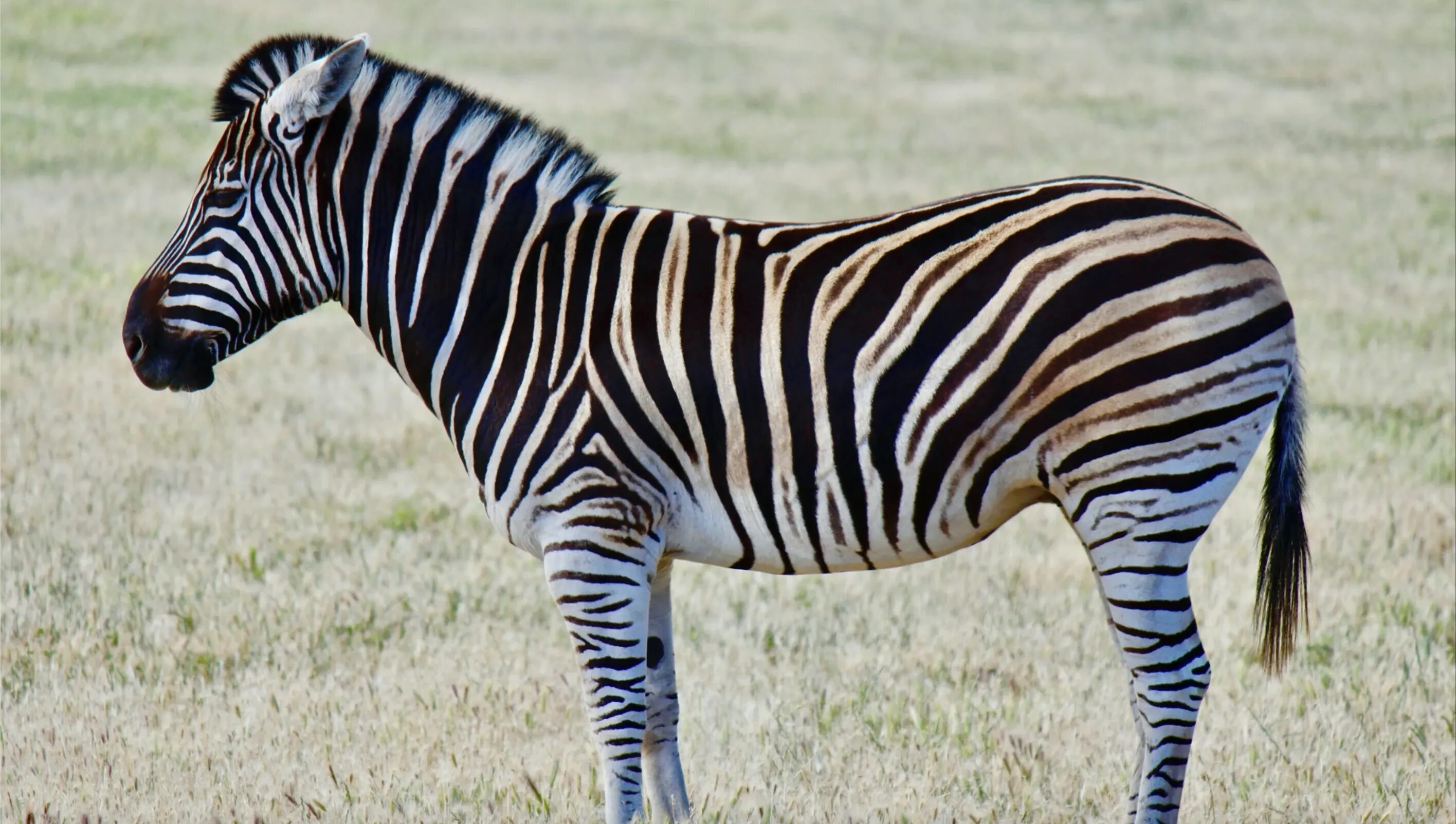 Zebra c. Zebra c. Зебры. Полосатая зебра. Зебра морда.