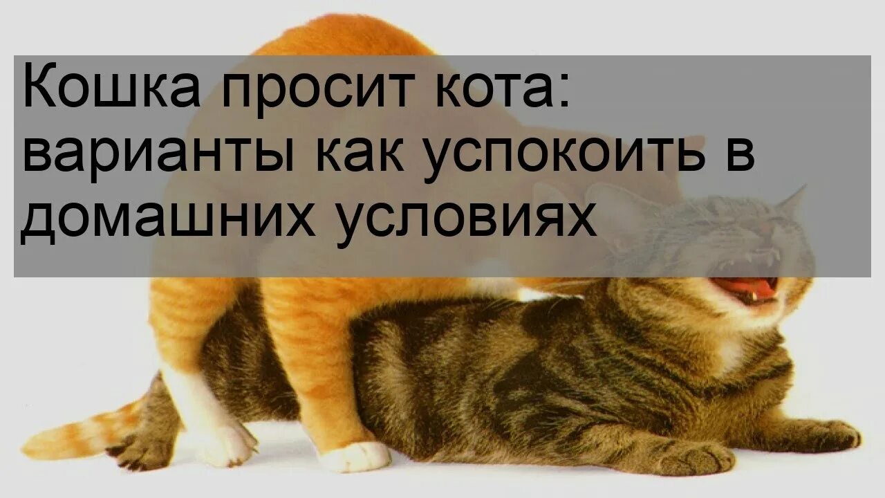 Как успокоить кота. Успокоин для кота. Кошка успокаивает. Кошка хочет кота как успокоить в домашних условиях.