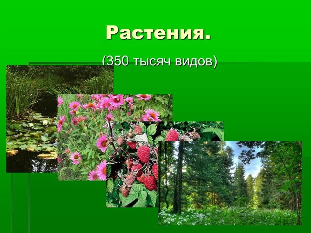 Мини проект растения 5 класс Цель проекта комнатные растения в интерьере жилого дома Гранд Проект Декор.ру