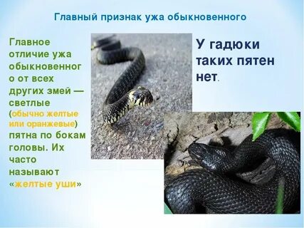 Уж гадюка сходство и различия 3 класс