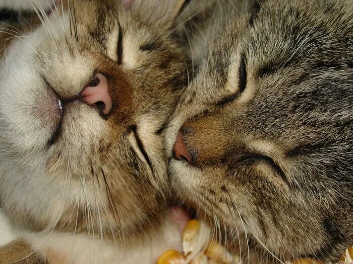 Спи сладко любимая. Сладких снов мой котик. Сладких снов киса. Спокойной ночи котики. Спокойной ночи котик мой.