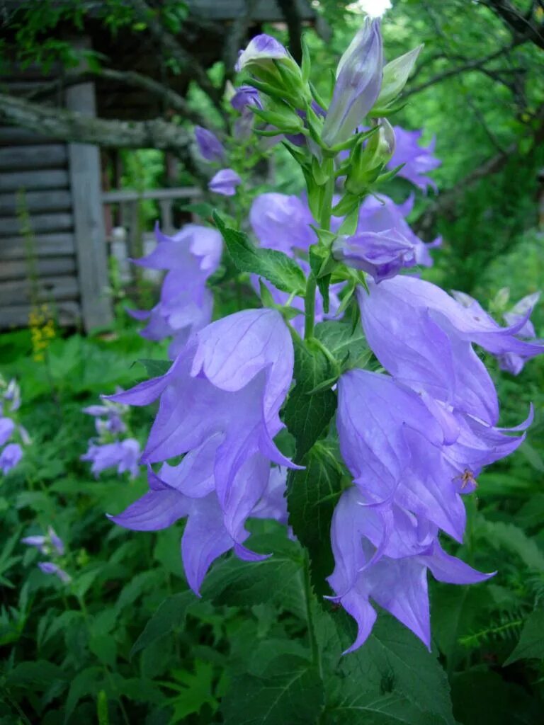 садовый колокольчик многолетний кампанула. колокольчик кампанула многолетний. колокольчик симфиандра повислая. ). кампанула садовая многолетняя.