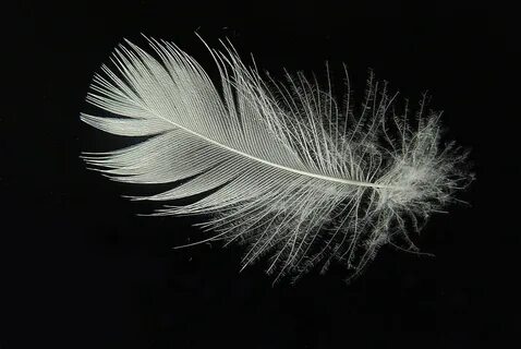 White feather