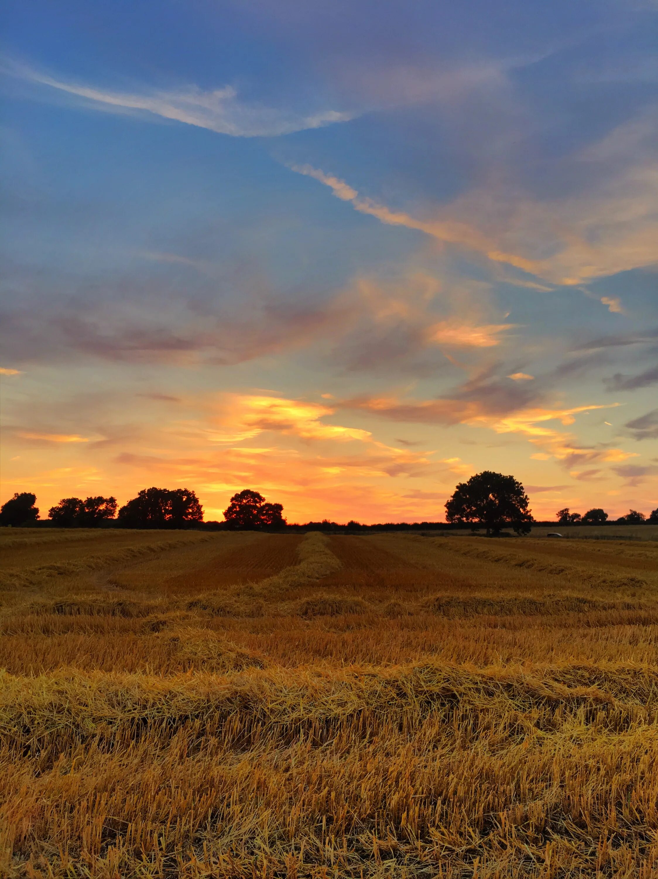 L поле. Красивый вид поля. Поле урожай. Е на поле. Пейзаж поле.