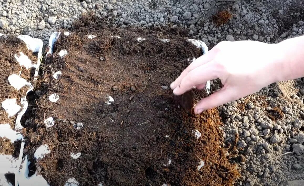 Прореживание почвы. Посадка семян в почву. Семена в открытый грунт. Посадка моркови в открытый грунт семенами. Посев семян моркови.