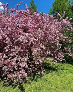 Сакуры казань