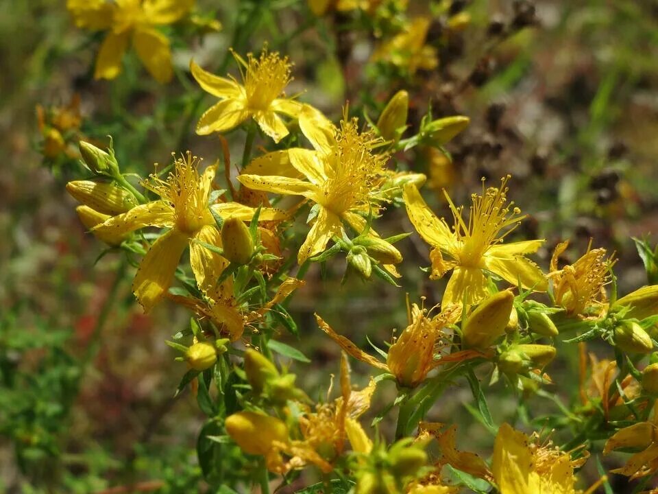 Зверобой обыкновенный hypericum perforatum. Зверобой горный(hypericum montanum l. Зверобой продырявленный hypericum perforatum l. Зверобой продырявленный (обыкновенный). Цветок зверобоя продырявленного.