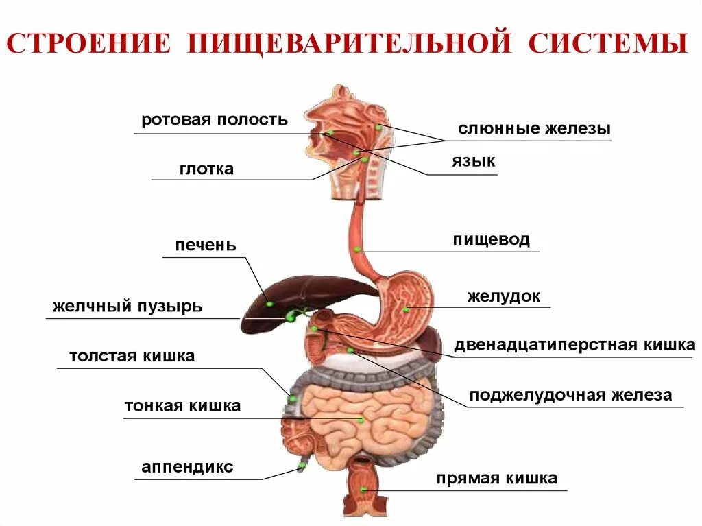 Пищеварительная система органы кратко. Строение органов пищеварения пищеварительная система. Схема строения пищеварительной системы. Функции органов пищеварительной системы анатомия. Строение тонкая киншка пищеварительной системе.