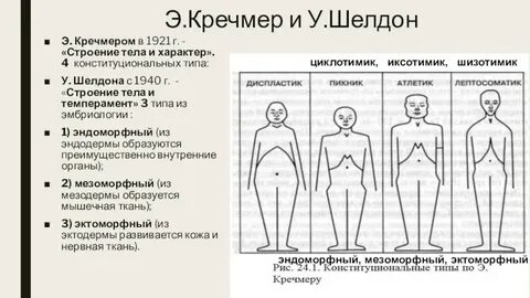Э кречмер строение тела и характера