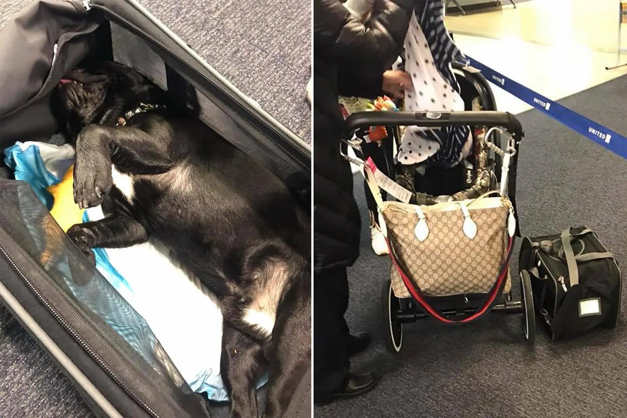 Собака в самолете. Перевозка для собак. Перевоз животных в самолете. Багажный отсек для животных в самолете.