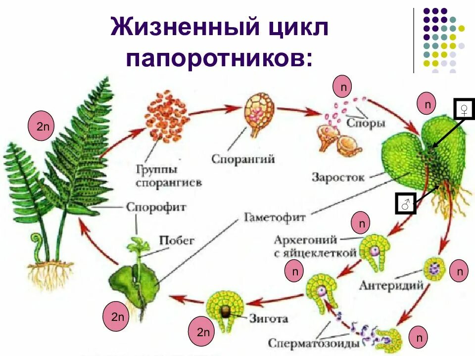 Набор хромосом спорофита папоротника. Цикл размножения папоротников схема. Жизненный цикл щитовника мужского. Жизненный цикл папоротника щитовника мужского. Жизненный цикл папоротника схема.