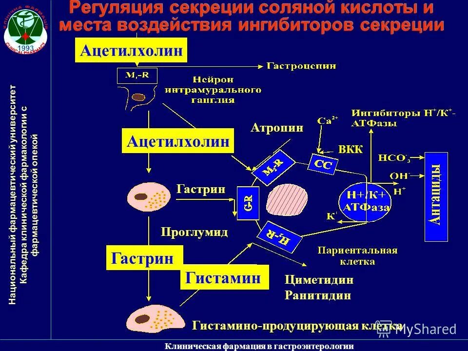 Повышают секрецию соляной кислоты