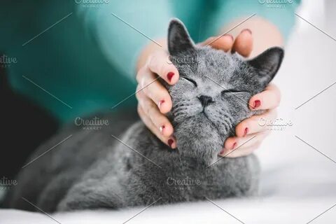 Почему котята мурлычат